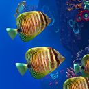 Ocean Aquarium APK