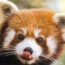 ADIVINHE O ANIMAL adivinhe APK