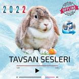 Degisik tavsan sesleri