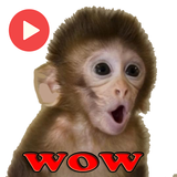 Monos Memes Stickers Animated
