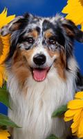 Dog Mix Wallpapers Theme 스크린샷 2