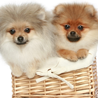 Pomeranian Spitz Dogs Wallp ikon