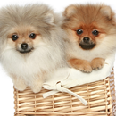 Pomeranian Spitz Dogs Wallp-APK