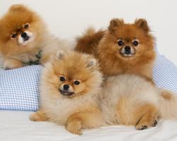 برنامه‌نما Pomeranian Spitz Dogs Wallp عکس از صفحه