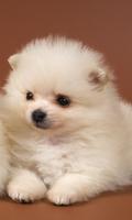 پوستر Pomeranian Spitz Dogs Wallp