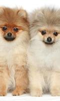 Pomeranian Spitz Dogs Wallp ภาพหน้าจอ 1