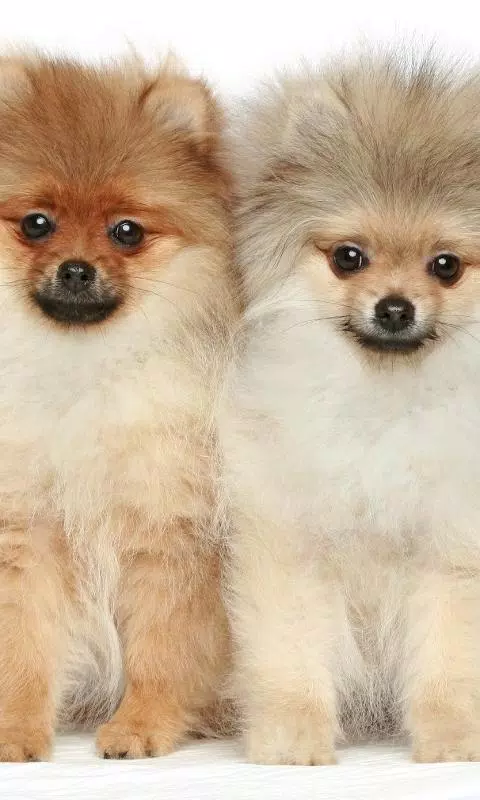 Android向けのポメラニアンスピッツ犬の壁紙 Apkをダウンロードしましょう
