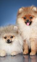 برنامه‌نما Pomeranian Spitz Dogs Wallp عکس از صفحه