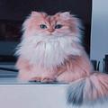 cat wallpaper 4k