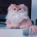 fond d'écran chat 4k APK
