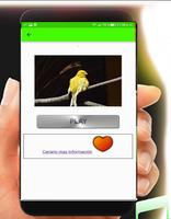برنامه‌نما Canaries songs عکس از صفحه