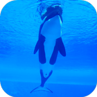 Orca Killer Whale Video Wallpa icône