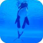 Orca Killer Whale Video Wallpa 아이콘