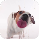 Dog Licking Live Wallpaper APK