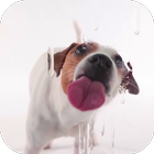 Dog Licking Live Wallpaper icône