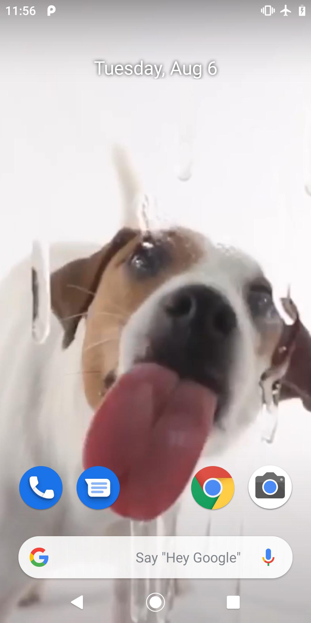 Dog Licking Screen Live Wallpaper Download - PetsWall