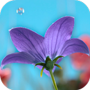 Flowers Video Wallpaper Live APK