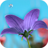 Flowers Video Wallpaper icon