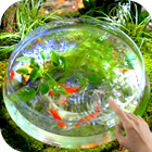 Goldfish Video Live Wallpaper simgesi