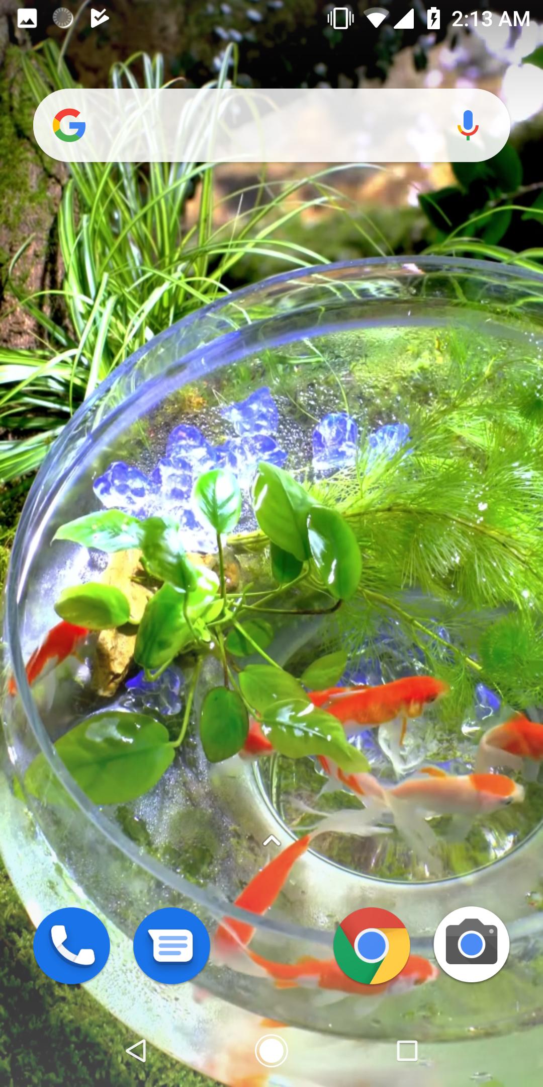 Goldfish Video Live Wallpaper APK for Android Download Goldfish Video Live Wallpaper APK for Android Download