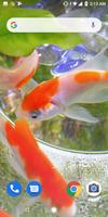 Goldfish Video Live Wallpaper Ekran Görüntüsü 1