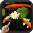 APK Koi Fish Video Live Wallpaper