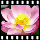 Lotus Video Live Wallpaper APK