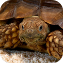 Sea Turtle 3D Video Live Wallp APK