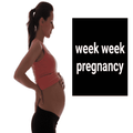 week week pregnancy