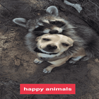 dog happy : cat happy :animals آئیکن
