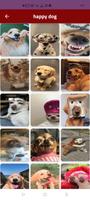 dog happy : cat happy :animals اسکرین شاٹ 1