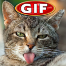 Gifs de Gatos Chistosos-APK