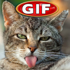 Funny Cats Gif icon
