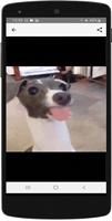 Gifs de Perros Graciosos screenshot 3