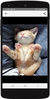 Imágenes de Gatitos Tiernos ảnh chụp màn hình 3