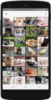 Imágenes de Gatitos Tiernos ảnh chụp màn hình 1