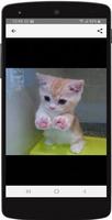 Imágenes de Gatitos Tiernos ảnh chụp màn hình 2