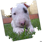 Puzzles de Cachorros gratis biểu tượng