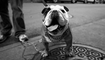 پوستر English Bulldog Pictures