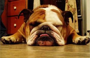 برنامه‌نما English Bulldog Pictures عکس از صفحه