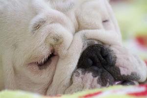 برنامه‌نما English Bulldog Pictures عکس از صفحه