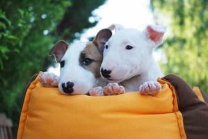 Imagenes Bull Terrier पोस्टर