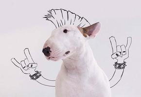 Imagenes Bull Terrier screenshot 1