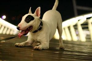 Imagenes Bull Terrier Ekran Görüntüsü 2