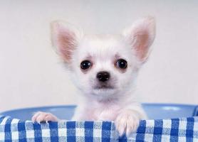 Poster Chihuahuas Imagenes HD