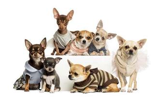 Chihuahuas Imagenes HD ảnh chụp màn hình 1