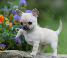 Chihuahuas Imagenes HD スクリーンショット 3