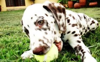 Dalmatians Images screenshot 1