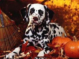 Dalmatians Images screenshot 3