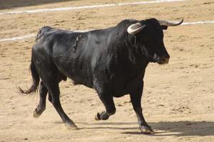 Imagenes Toros HD plakat